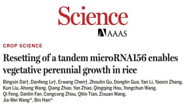 未来收水稻会像采果子？中国科学家破解水稻“多年生”关键